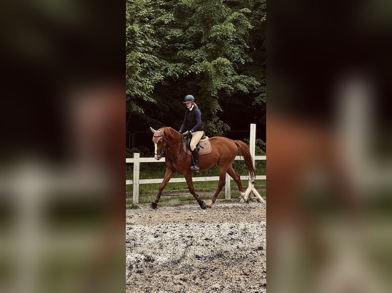 sangre caliente belga Caballo castrado 4 años 170 cm Alazán-tostado in Krėslynai,Jonavos raj.