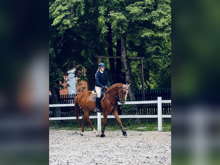sangre caliente belga Caballo castrado 4 años 170 cm Alazán-tostado in Krėslynai,Jonavos raj.