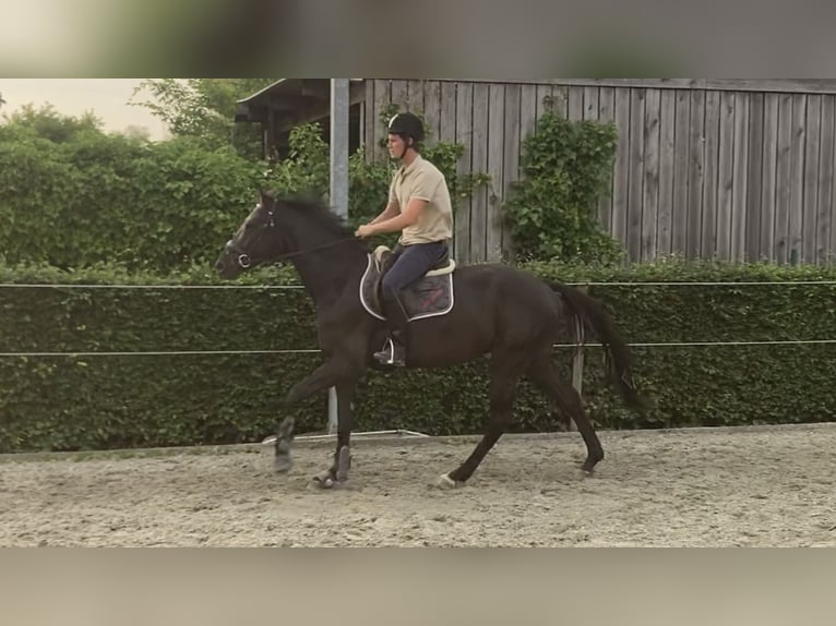 sangre caliente belga Caballo castrado 4 años 170 cm Negro in Oosterzele