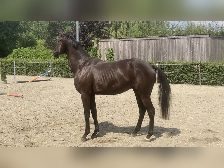 sangre caliente belga Caballo castrado 4 años 170 cm Negro in Oosterzele