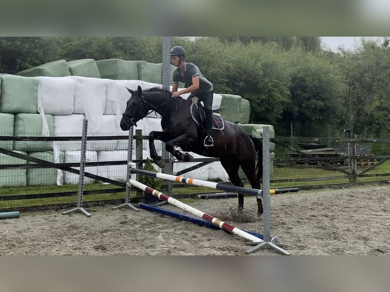 sangre caliente belga Caballo castrado 4 años 170 cm Negro in Oosterzele
