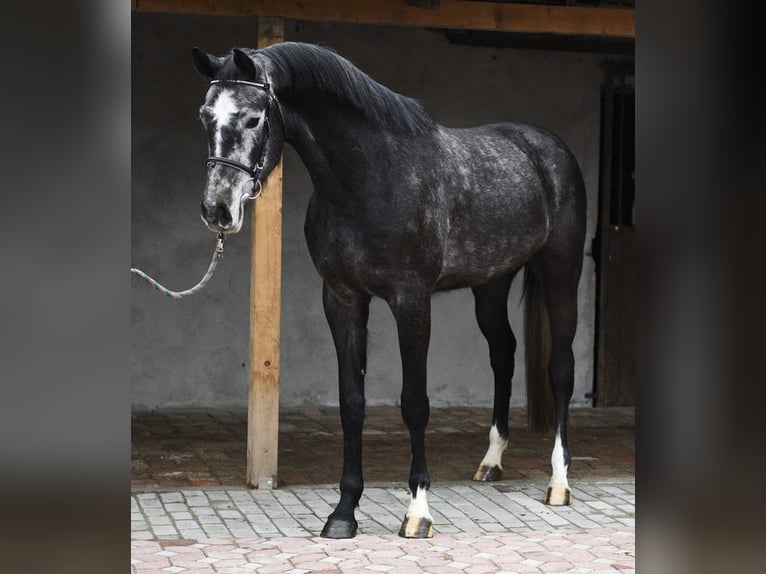 sangre caliente belga Caballo castrado 4 años 170 cm Tordo rodado in Békéscsaba