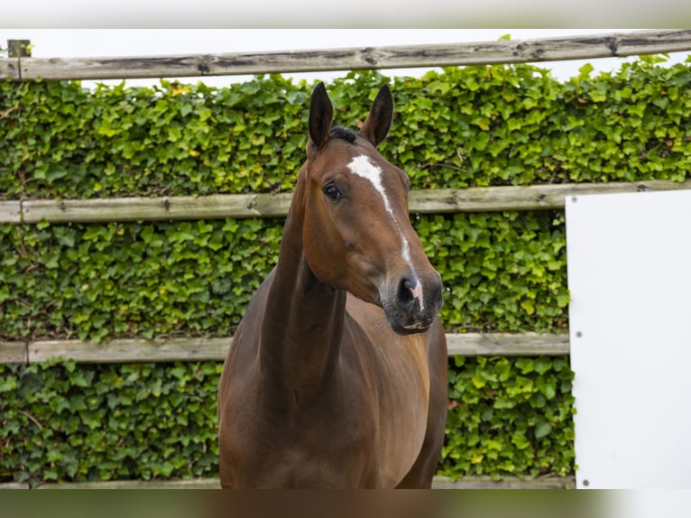 sangre caliente belga Caballo castrado 4 años 171 cm Castaño in Waddinxveen