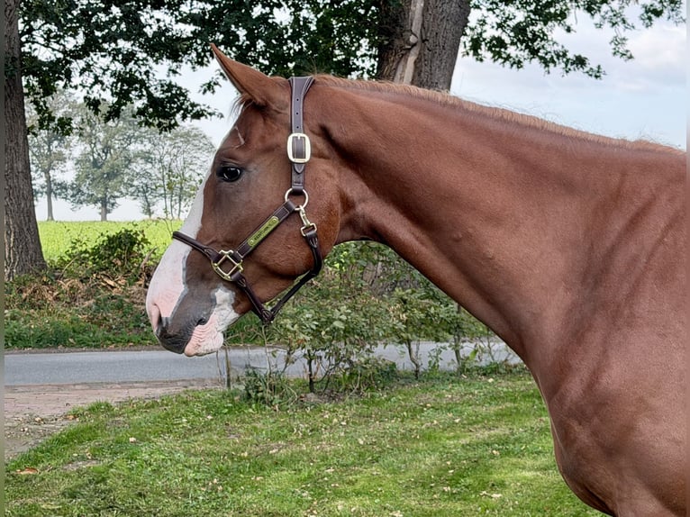 sangre caliente belga Caballo castrado 4 años 172 cm Alazán in Wildeshausen