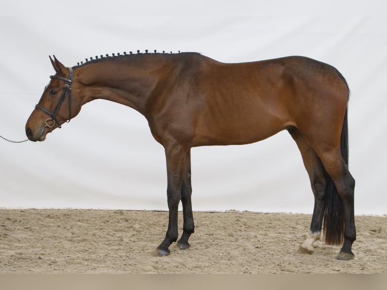 sangre caliente belga Caballo castrado 4 años 172 cm Castaño claro in Lainate