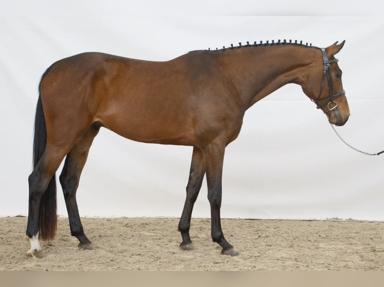 sangre caliente belga Caballo castrado 4 años 172 cm Castaño claro in Lainate
