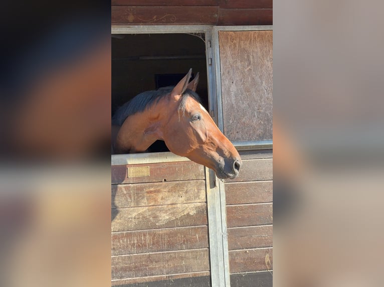sangre caliente belga Caballo castrado 4 años 172 cm Castaño claro in Lainate
