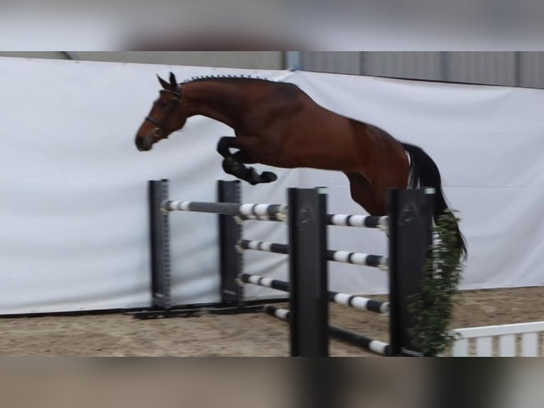 sangre caliente belga Caballo castrado 4 años 172 cm Castaño claro in Lainate