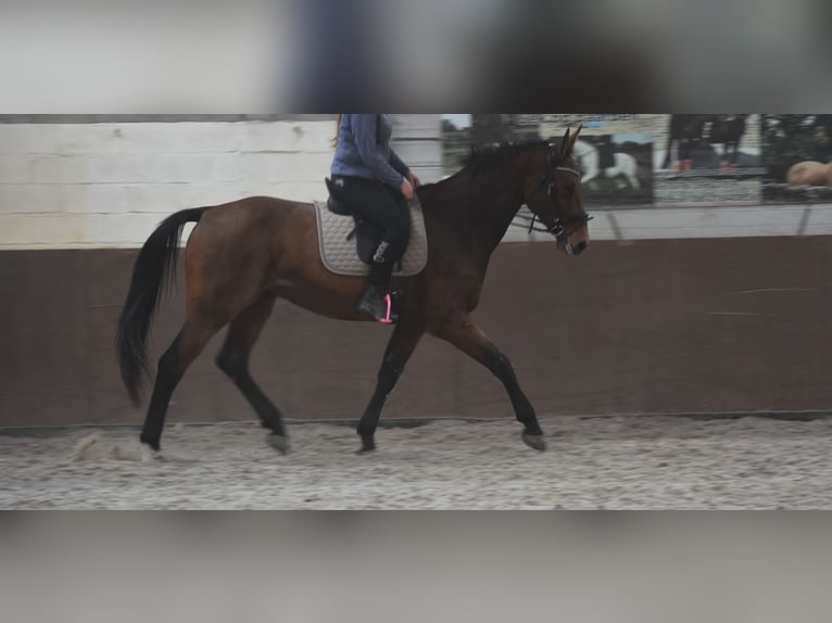 sangre caliente belga Caballo castrado 4 años 175 cm Castaño in Achtmaal sangre caliente belga Caballo castrado 4 años 175 cm Castaño in Achtmaal