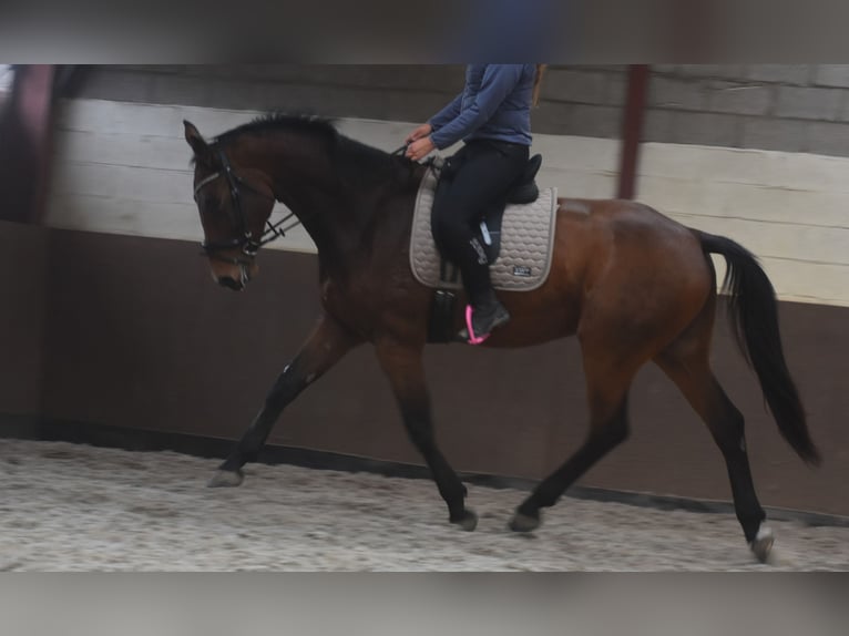 sangre caliente belga Caballo castrado 4 años 175 cm Castaño in Achtmaal sangre caliente belga Caballo castrado 4 años 175 cm Castaño in Achtmaal