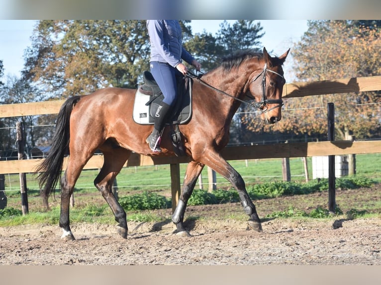 sangre caliente belga Caballo castrado 4 años 175 cm Castaño in Achtmaal