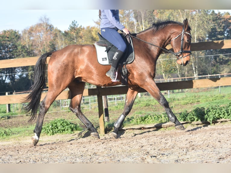 sangre caliente belga Caballo castrado 4 años 175 cm Castaño in Achtmaal