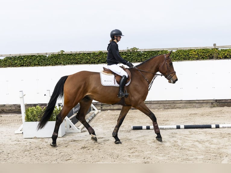 sangre caliente belga Caballo castrado 4 años 177 cm  in Waddinxveen