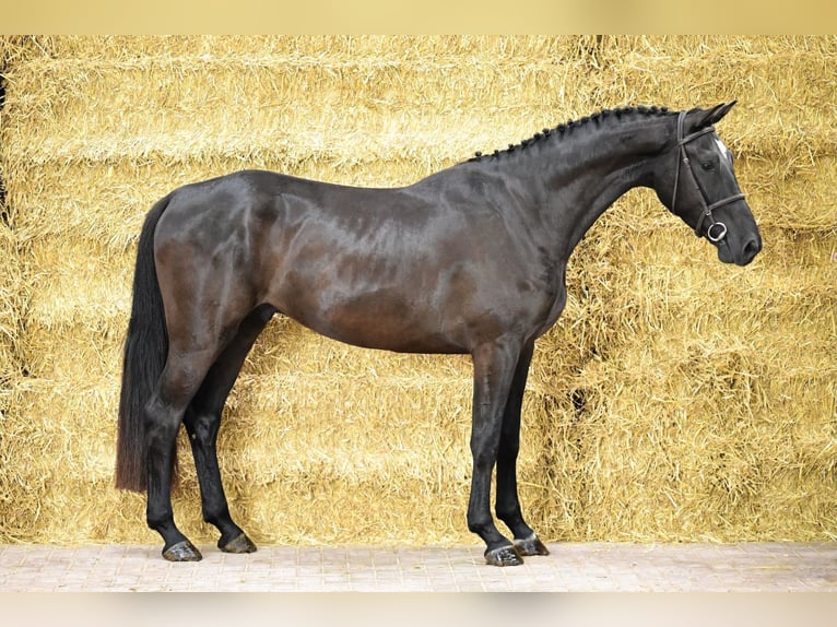 sangre caliente belga Caballo castrado 4 años Castaño in Bladel