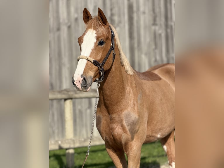 sangre caliente belga Caballo castrado 5 años 160 cm Alazán in Le Louroux Béconnais