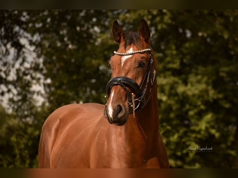 sangre caliente belga Caballo castrado 5 años 160 cm Castaño in damme