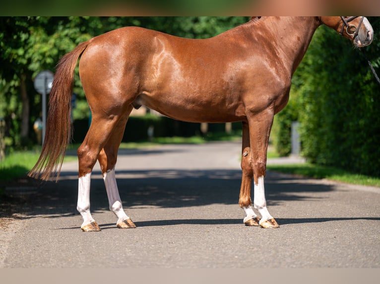 sangre caliente belga Caballo castrado 5 años 161 cm Alazán in GROTE-BROGEL