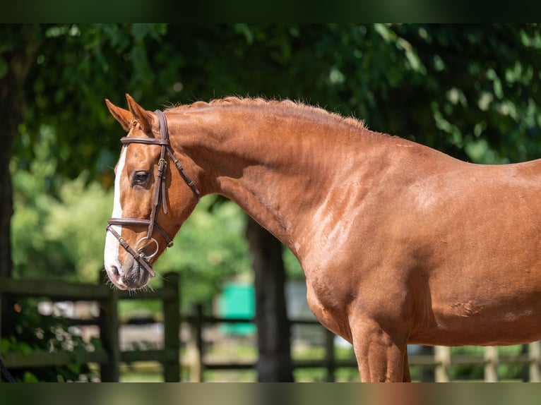 sangre caliente belga Caballo castrado 5 años 161 cm Alazán in GROTE-BROGEL