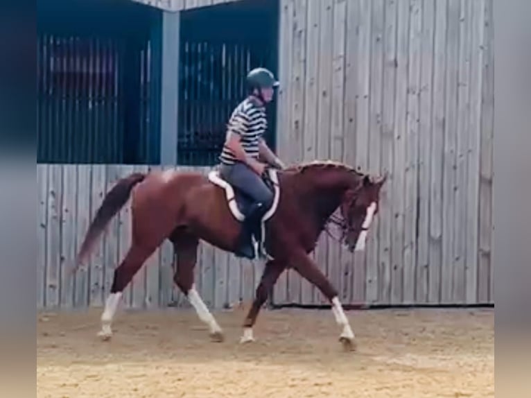 sangre caliente belga Caballo castrado 5 años 162 cm Alazán in GROTE-BROGEL