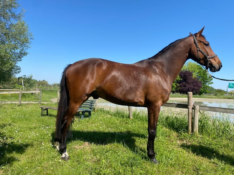 sangre caliente belga Caballo castrado 5 años 164 cm  in Grote-Brogel