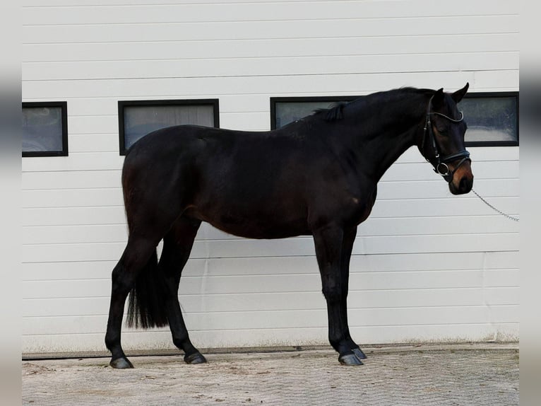 sangre caliente belga Caballo castrado 5 años 164 cm Castaño in Someren