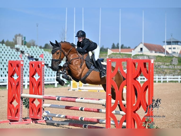 sangre caliente belga Caballo castrado 5 años 164 cm Castaño in Grundsheim