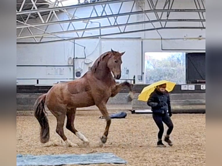 sangre caliente belga Caballo castrado 5 años 165 cm Alazán-tostado in Mainz