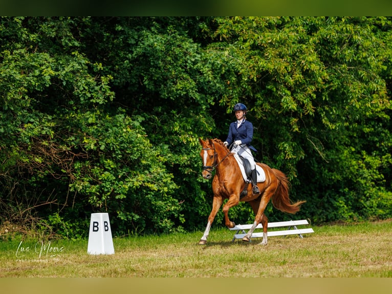 sangre caliente belga Caballo castrado 5 años 167 cm Alazán in Diepenbeek