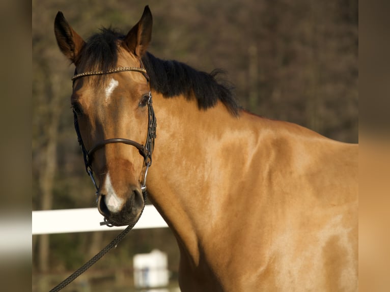 sangre caliente belga Caballo castrado 5 años 168 cm  in Noville