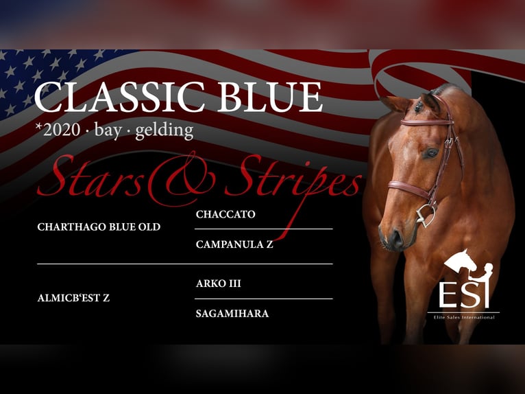 sangre caliente belga Caballo castrado 5 años 168 cm Castaño in Lastrup
