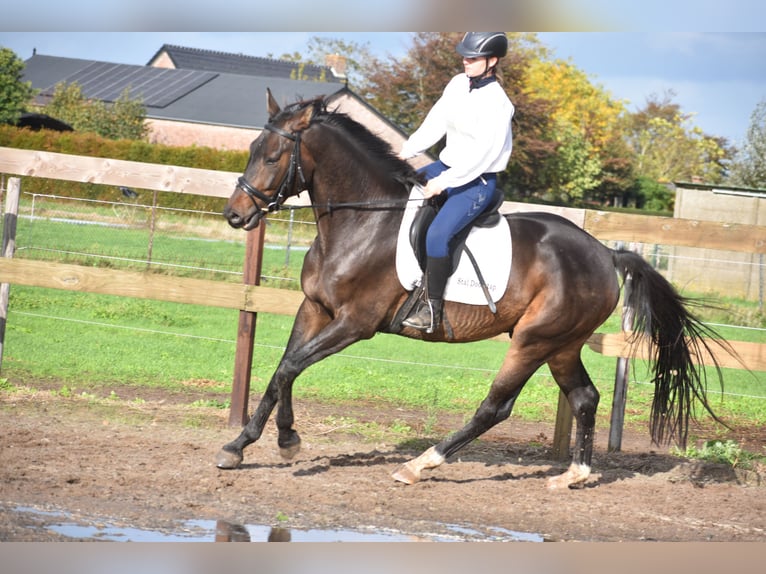 sangre caliente belga Caballo castrado 5 años 168 cm Castaño oscuro in Achtmaal