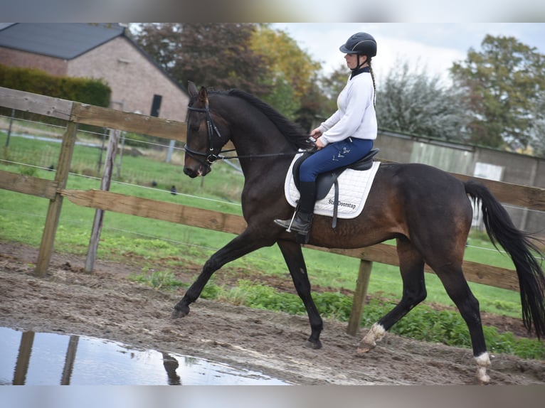 sangre caliente belga Caballo castrado 5 años 168 cm Castaño oscuro in Achtmaal