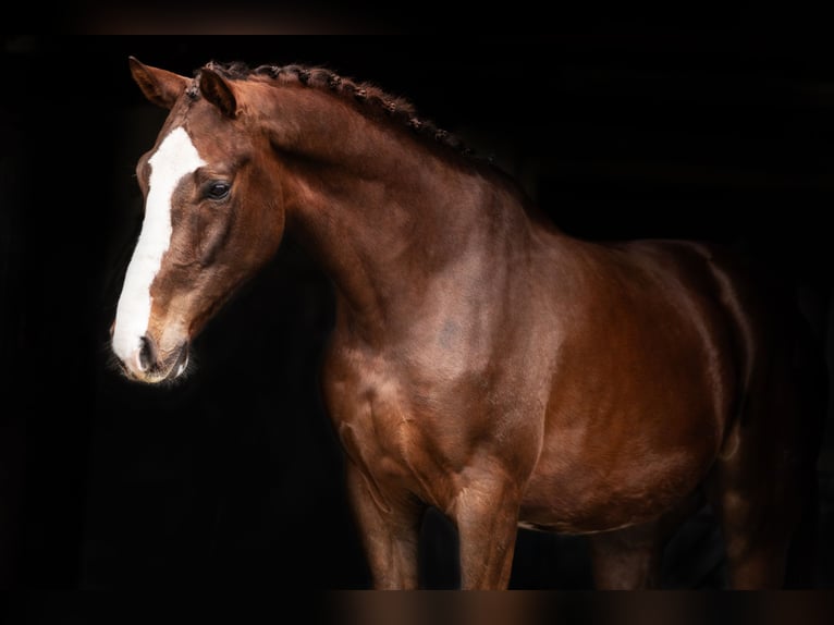 sangre caliente belga Caballo castrado 5 años 170 cm Alazán-tostado in Ansen