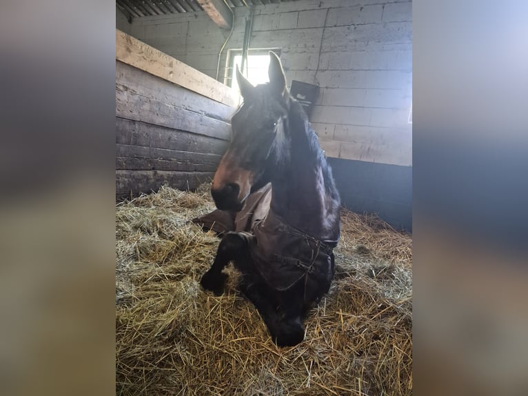 sangre caliente belga Caballo castrado 5 años 170 cm Castaño in Hammersbach