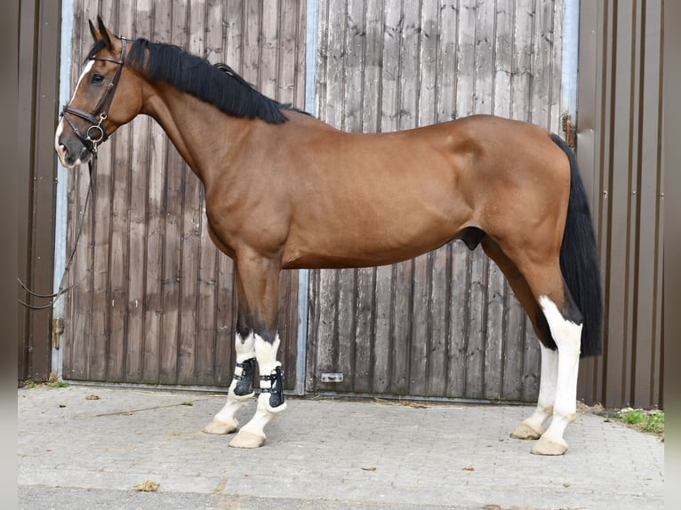 sangre caliente belga Caballo castrado 5 años 170 cm Castaño in Geilenkirchen