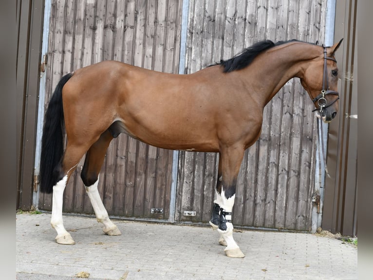 sangre caliente belga Caballo castrado 5 años 170 cm Castaño in Geilenkirchen
