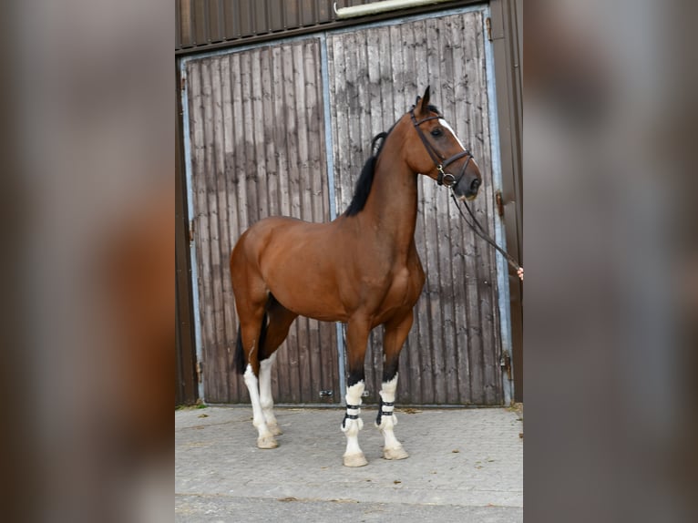 sangre caliente belga Caballo castrado 5 años 170 cm Castaño in Geilenkirchen