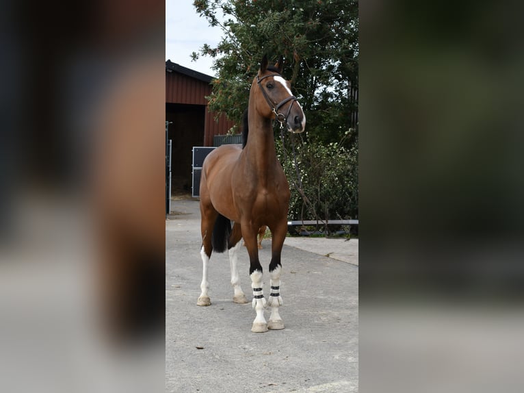 sangre caliente belga Caballo castrado 5 años 170 cm Castaño in Geilenkirchen