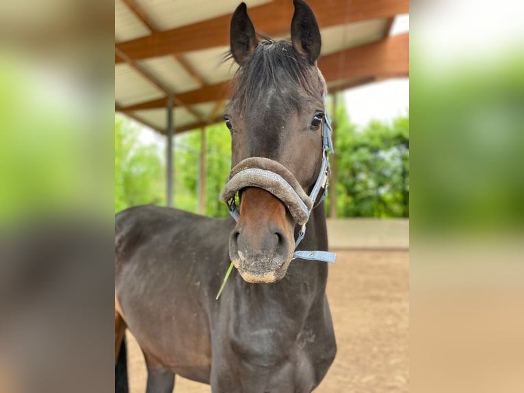sangre caliente belga Caballo castrado 5 años 170 cm Castaño oscuro in Ludwigshafen am Rhein