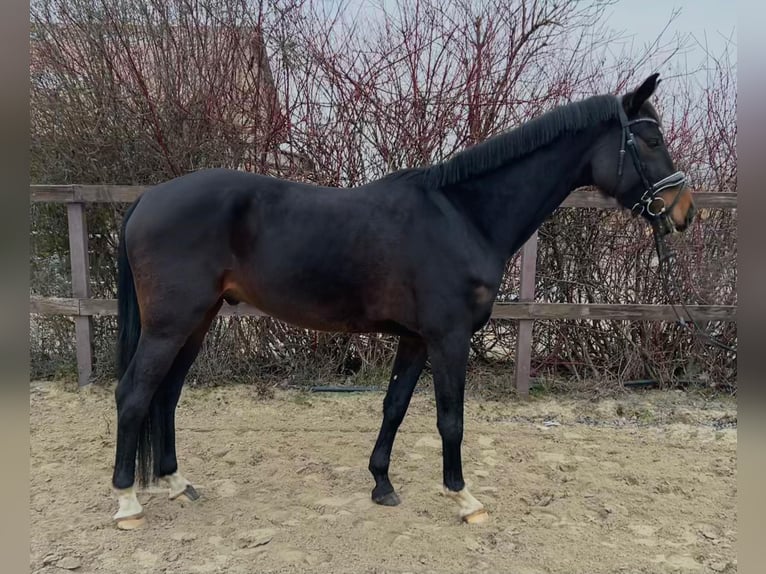 sangre caliente belga Caballo castrado 5 años 170 cm Castaño oscuro in Ludwigshafen am Rhein