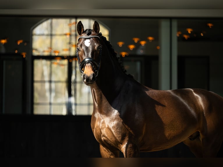 sangre caliente belga Caballo castrado 5 años 171 cm Castaño oscuro in Mol