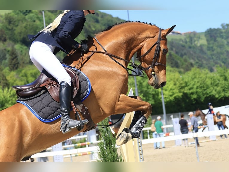sangre caliente belga Caballo castrado 5 años 172 cm Castaño in Noville
