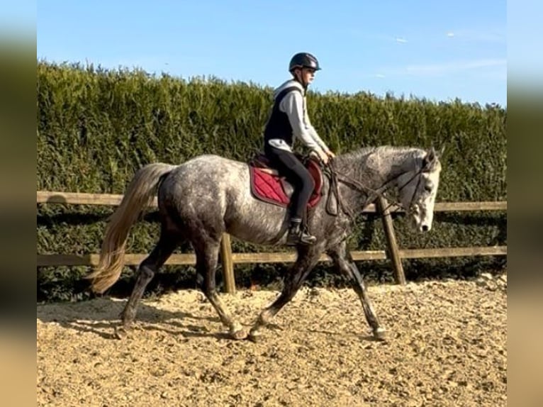 sangre caliente belga Caballo castrado 5 años 173 cm Tordo in Bornem