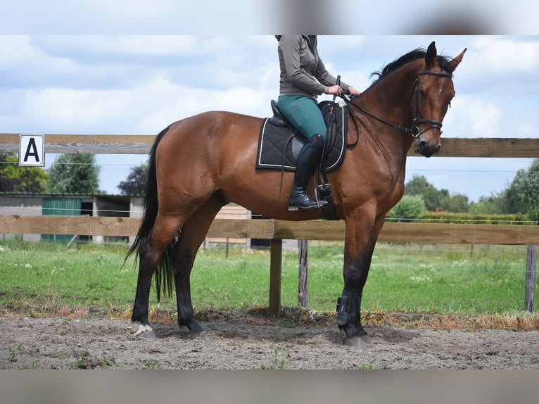 sangre caliente belga Caballo castrado 5 años 175 cm Castaño in Achtmaal