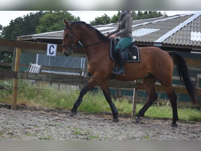sangre caliente belga Caballo castrado 5 años 175 cm Castaño in Achtmaal