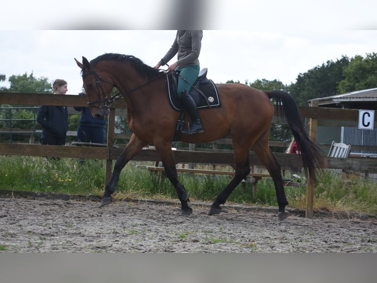 sangre caliente belga Caballo castrado 5 años 175 cm Castaño in Achtmaal