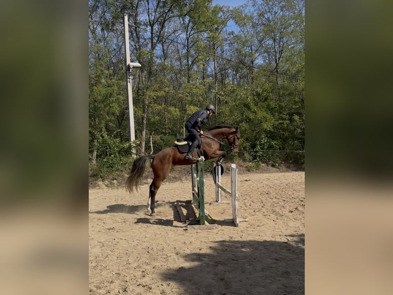 sangre caliente belga Caballo castrado 5 años 175 cm Castaño rojizo in Cs&#xF6;m&#xF6;r