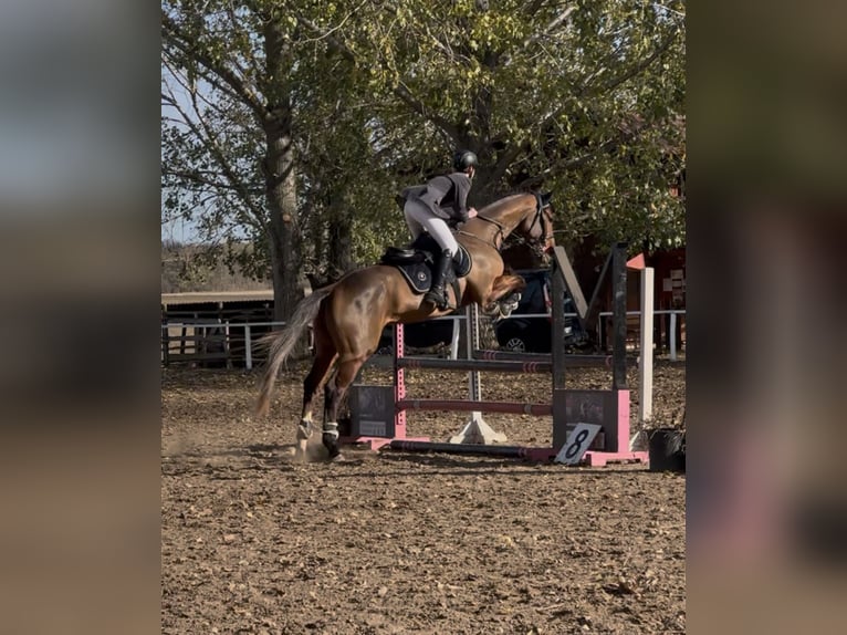 sangre caliente belga Caballo castrado 5 años 175 cm Castaño rojizo in Csömör sangre caliente belga Caballo castrado 5 años 175 cm Castaño rojizo in Csömör