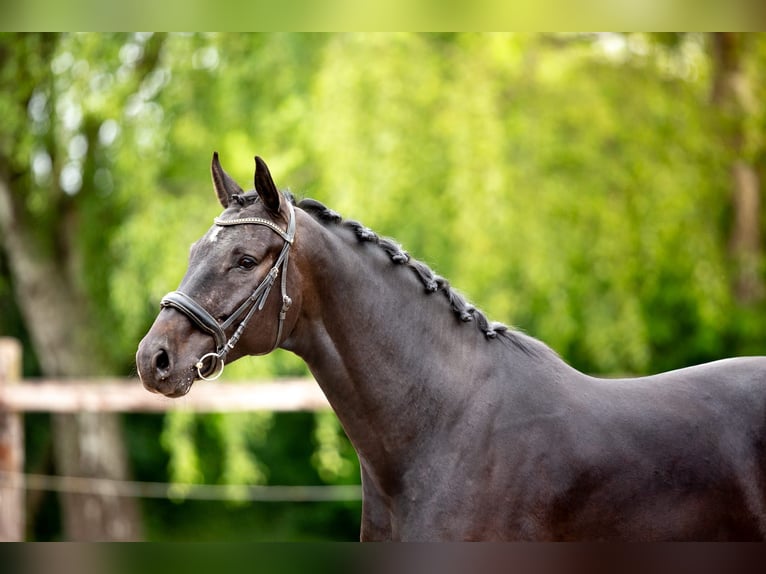 sangre caliente belga Caballo castrado 5 años 175 cm Morcillo in Pelt