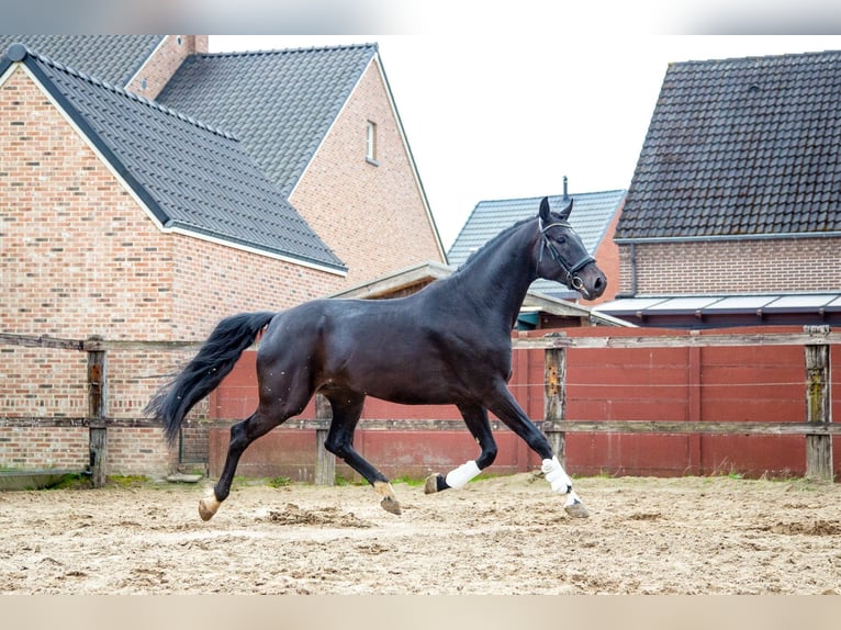 sangre caliente belga Caballo castrado 5 años 175 cm Morcillo in Pelt